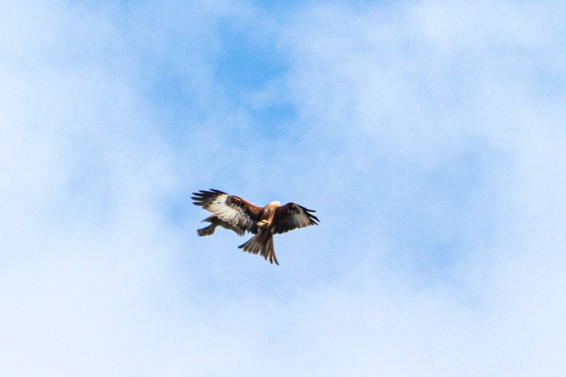  Red Kite & Sparrowhawk 